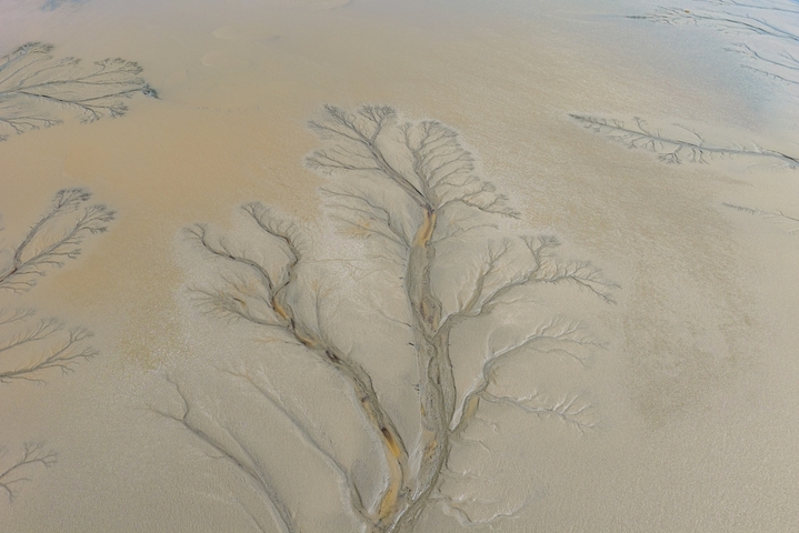 2026年4月2日，浙江嘉兴海宁黄湾镇，钱塘江退潮后滩涂显露“潮汐树”景观。潮水冲刷形成树枝状沟壑，与天光云影相映，宛如大地艺术。
