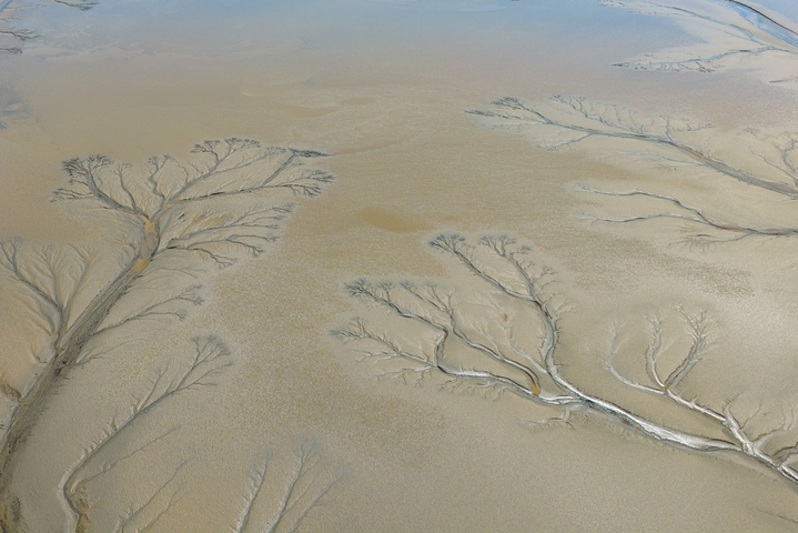 2026年4月2日，浙江嘉兴海宁黄湾镇，钱塘江退潮后滩涂显露“潮汐树”景观。潮水冲刷形成树枝状沟壑，与天光云影相映，宛如大地艺术。
