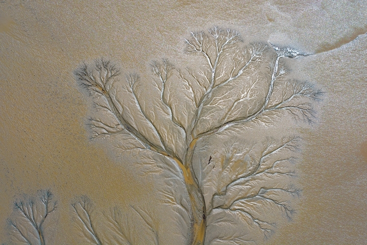 2026年4月2日，浙江嘉兴海宁黄湾镇，钱塘江退潮后滩涂显露“潮汐树”景观。潮水冲刷形成树枝状沟壑，与天光云影相映，宛如大地艺术。来源：IC photo
