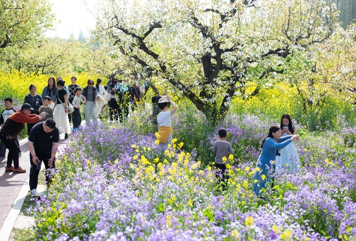 2026年4月5日，市民与游客在江苏省淮安市古黄河生态民俗园踏青游玩。当日是清明节，人们纷纷走出户外，尽情亲近自然，在春日美景里放松身心，乐享清明小长假。
