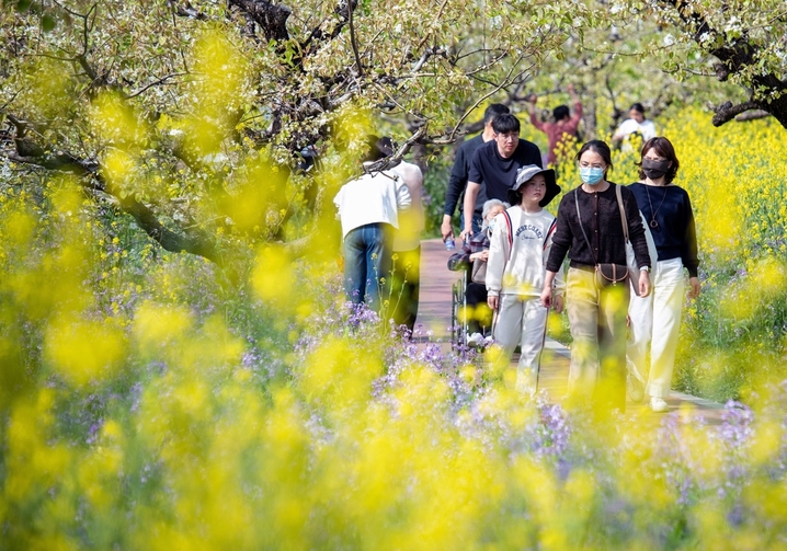 2026年4月5日，市民与游客在江苏省淮安市古黄河生态民俗园踏青游玩。当日是清明节，人们纷纷走出户外，尽情亲近自然，在春日美景里放松身心，乐享清明小长假。
