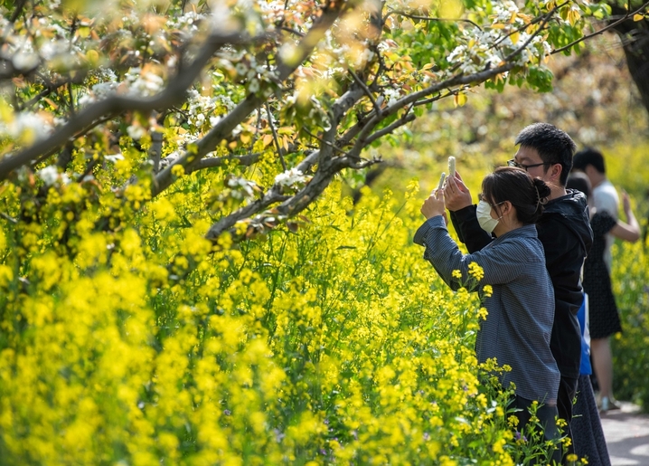 2026年4月5日，市民与游客在江苏省淮安市古黄河生态民俗园踏青游玩。当日是清明节，人们纷纷走出户外，尽情亲近自然，在春日美景里放松身心，乐享清明小长假。
