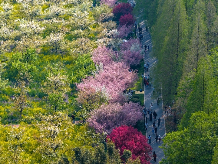2026年4月5日，市民与游客在江苏省淮安市古黄河生态民俗园踏青游玩。当日是清明节，人们纷纷走出户外，尽情亲近自然，在春日美景里放松身心，乐享清明小长假。来源：贺敬华/IC photo

