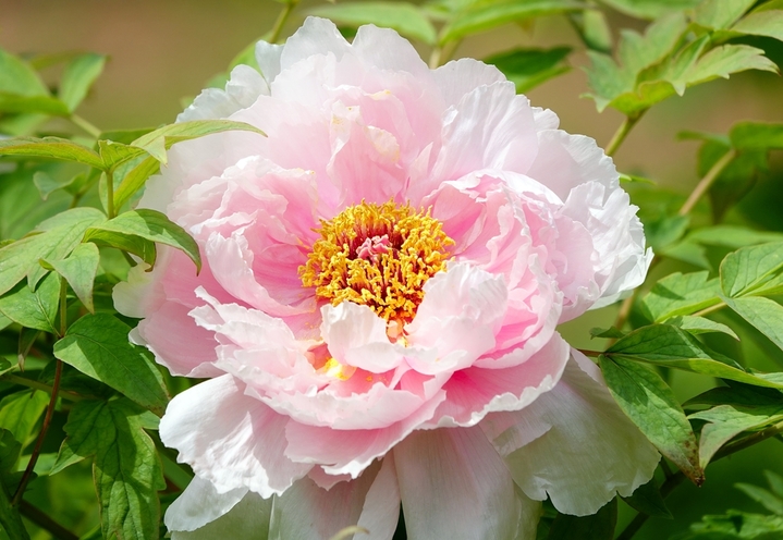 2026年4月5日，湖北宜昌，清明时节，三峡植物园内的牡丹花盛开，吸引游客赏花。