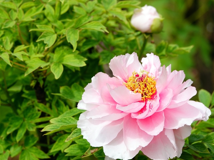 2026年4月5日，湖北宜昌，清明时节，三峡植物园内的牡丹花盛开，吸引游客赏花。