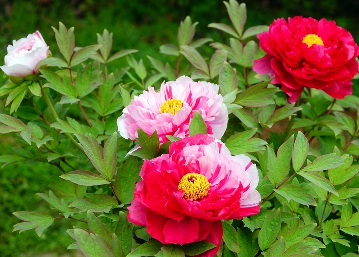 2026年4月5日，湖北宜昌，清明时节，三峡植物园内的牡丹花盛开，吸引游客赏花。