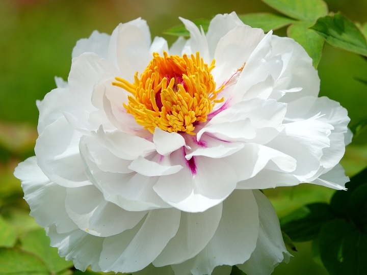 2026年4月5日，湖北宜昌，清明时节，三峡植物园内的牡丹花盛开，吸引游客赏花。