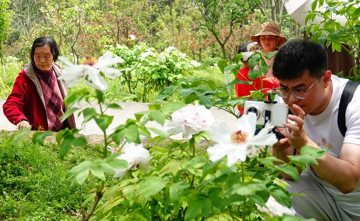 2026年4月5日，湖北宜昌，清明时节，三峡植物园内的牡丹花盛开，吸引游客赏花。来源：刘君凤/IC photo
