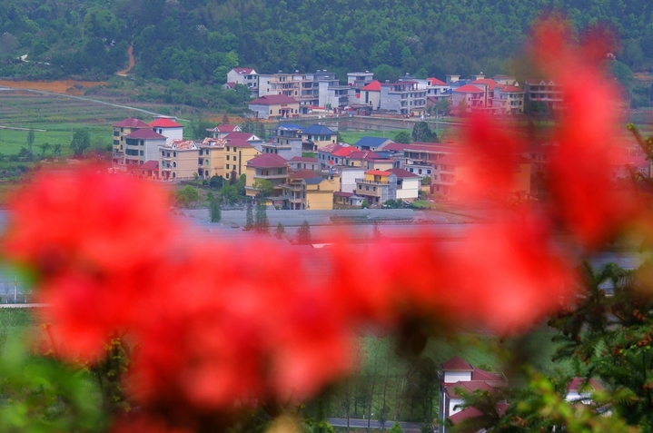 2026年4月9日，四月的江西省永新县，草木葱茏风和日丽，乡村错落有致特色民居和形状各异大小不一农田，在红艳艳杜鹃花映衬下，构成春日如诗如画美不胜收的一幅田园风光图。该县龙源口镇境内如诗如画的田园风光。吴胡荼/IC photo
