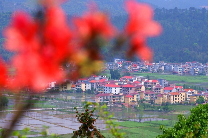 2026年4月9日，四月的江西省永新县，草木葱茏风和日丽，乡村错落有致特色民居和形状各异大小不一农田，在红艳艳杜鹃花映衬下，构成春日如诗如画美不胜收的一幅田园风光图。该县龙源口镇境内如诗如画的田园风光。