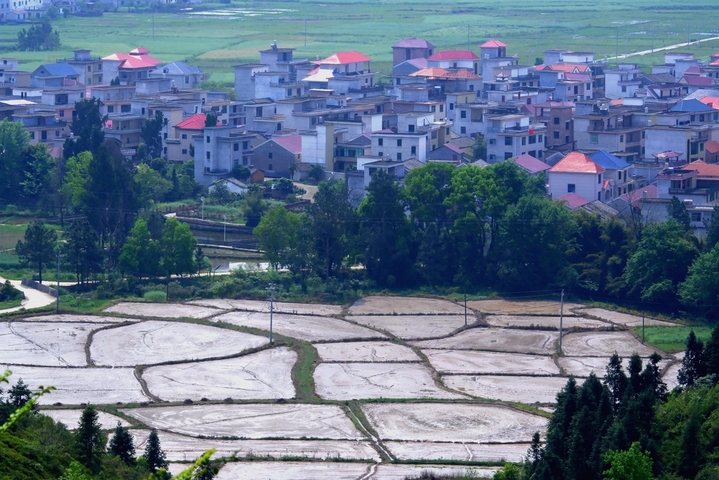 2026年4月9日，四月的江西省永新县，草木葱茏风和日丽，乡村错落有致特色民居和形状各异大小不一农田，在红艳艳杜鹃花映衬下，构成春日如诗如画美不胜收的一幅田园风光图。该县龙源口镇境内如诗如画的田园风光。