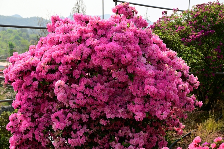 2026年4月9日，浙江金华，在婺城区安地镇雅傅村四季花谷内，品种繁多的高山杜鹃花绚丽绽放，多彩的花朵争奇斗艳，姹紫嫣红、美不胜收。