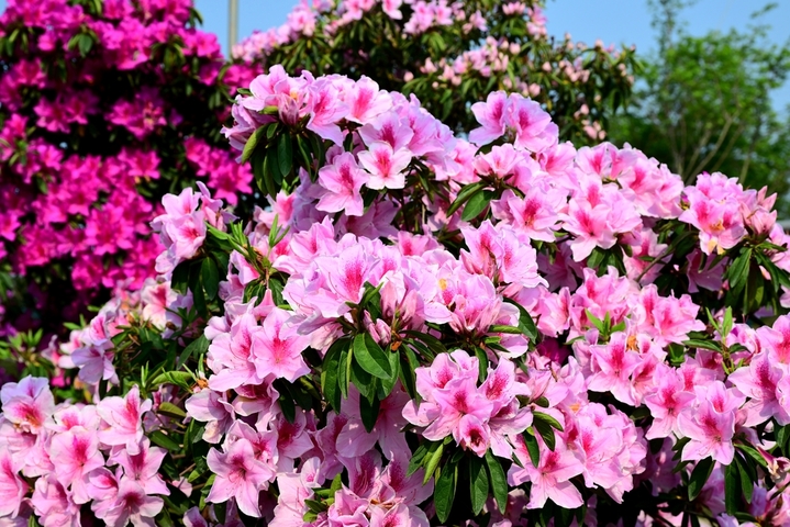 2026年4月9日，浙江金华，在婺城区安地镇雅傅村四季花谷内，品种繁多的高山杜鹃花绚丽绽放，多彩的花朵争奇斗艳，姹紫嫣红、美不胜收。