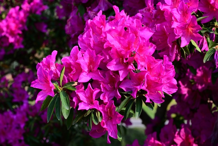 2026年4月9日，浙江金华，在婺城区安地镇雅傅村四季花谷内，品种繁多的高山杜鹃花绚丽绽放，多彩的花朵争奇斗艳，姹紫嫣红、美不胜收。