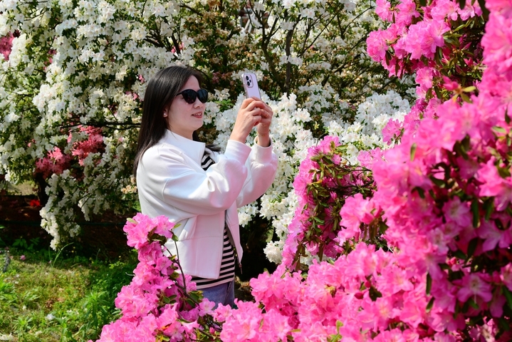 2026年4月9日，浙江金华，在婺城区安地镇雅傅村四季花谷内，品种繁多的高山杜鹃花绚丽绽放，多彩的花朵争奇斗艳，姹紫嫣红、美不胜收。