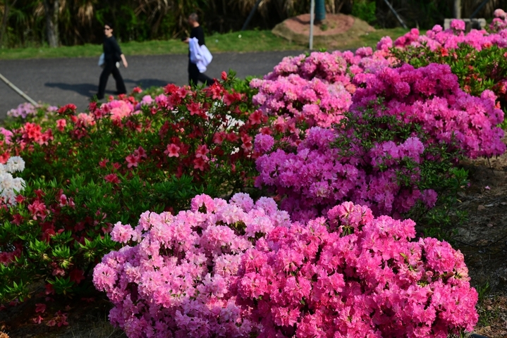 2026年4月9日，浙江金华，在婺城区安地镇雅傅村四季花谷内，品种繁多的高山杜鹃花绚丽绽放，多彩的花朵争奇斗艳，姹紫嫣红、美不胜收。时补法 /IC photo
