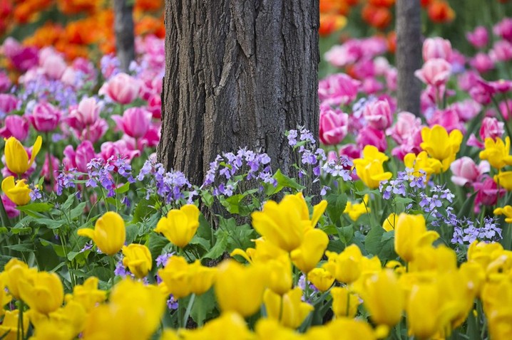 2026年4月12日，青岛，胶州植物园内90万株各色郁金香竞相绽放，游客在花海中踏青赏花。