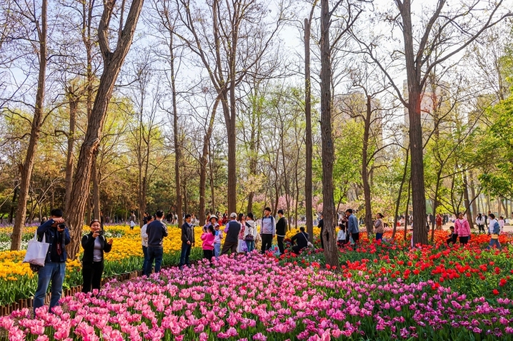 2026年4月12日，青岛，胶州植物园内90万株各色郁金香竞相绽放，游客在花海中踏青赏花。
