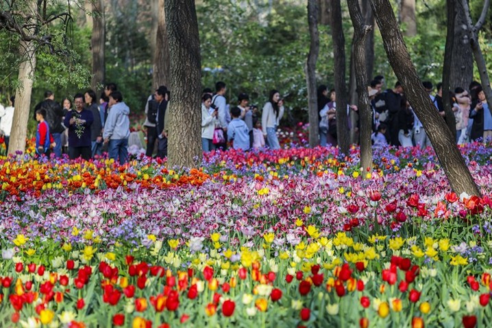 2026年4月12日，青岛，胶州植物园内90万株各色郁金香竞相绽放，游客在花海中踏青赏花。