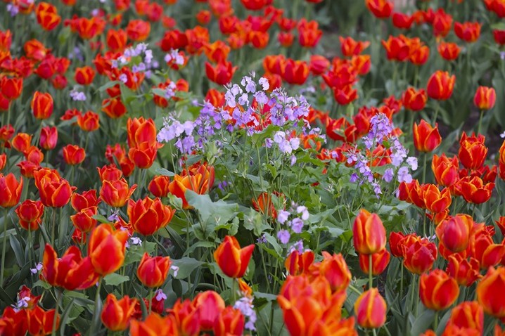 2026年4月12日，青岛，胶州植物园内90万株各色郁金香竞相绽放，游客在花海中踏青赏花。韩加君/视觉中国