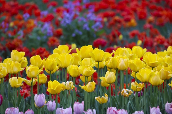 2026年4月12日，青岛，胶州植物园内90万株各色郁金香竞相绽放，游客在花海中踏青赏花。