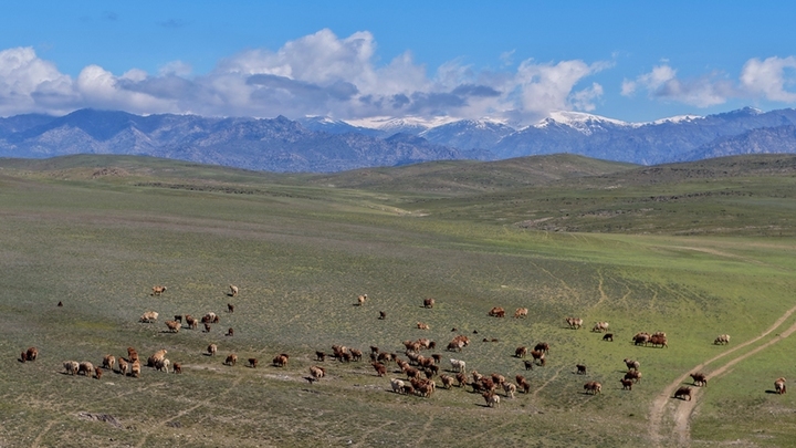 2026年4月12日，新疆阿勒泰，转场羊群正在春秋过渡牧场觅食。阿勒泰地区百万头只牲畜将有序转至春秋过渡牧场停留1个月后，再陆续转至深山夏牧场。