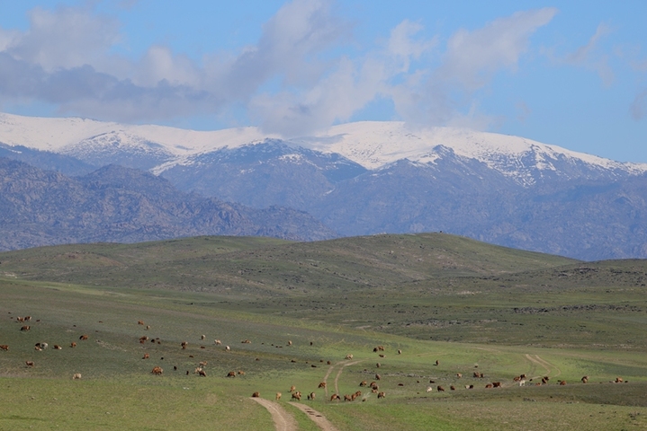 2026年4月12日，新疆阿勒泰，转场羊群正在春秋过渡牧场觅食。阿勒泰地区百万头只牲畜将有序转至春秋过渡牧场停留1个月后，再陆续转至深山夏牧场。