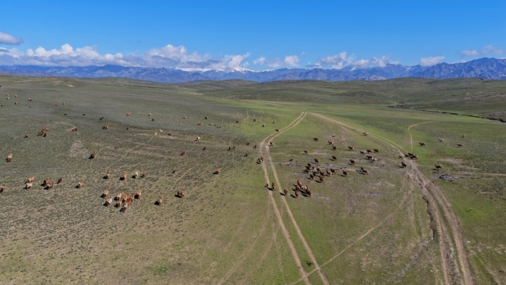 2026年4月12日，新疆阿勒泰，转场羊群正在春秋过渡牧场觅食。阿勒泰地区百万头只牲畜将有序转至春秋过渡牧场停留1个月后，再陆续转至深山夏牧场。