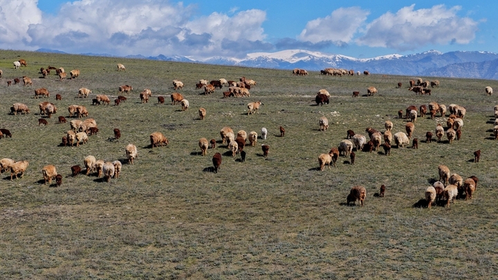 2026年4月12日，新疆阿勒泰，转场羊群正在春秋过渡牧场觅食。阿勒泰地区百万头只牲畜将有序转至春秋过渡牧场停留1个月后，再陆续转至深山夏牧场。刘是何/视觉中国