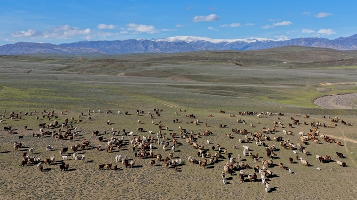 2026年4月12日，新疆阿勒泰，转场羊群正在春秋过渡牧场觅食。阿勒泰地区百万头只牲畜将有序转至春秋过渡牧场停留1个月后，再陆续转至深山夏牧场。