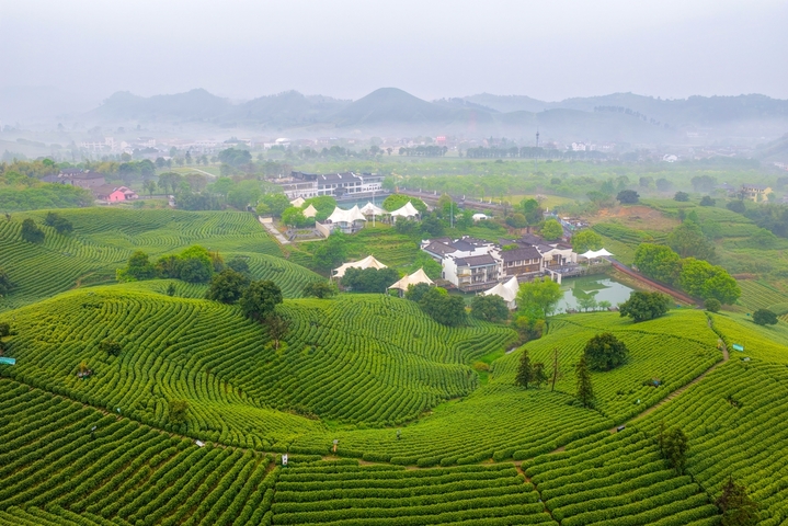 2026年4月17日，浙江安吉溪龙乡白茶公园云雾缭绕，层层茶园如绿色波浪铺展山间，美不胜收。