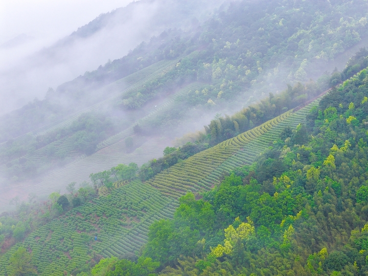 2026年4月17日，浙江安吉溪龙乡白茶公园云雾缭绕，层层茶园如绿色波浪铺展山间，美不胜收。