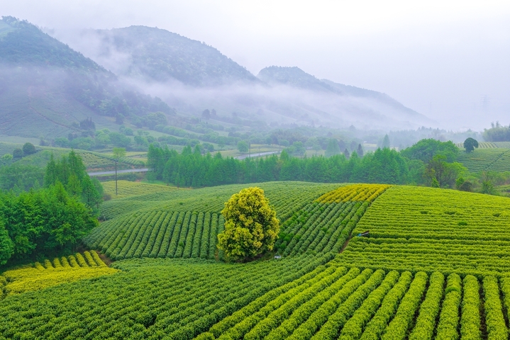 2026年4月17日，浙江安吉溪龙乡白茶公园云雾缭绕，层层茶园如绿色波浪铺展山间，美不胜收。