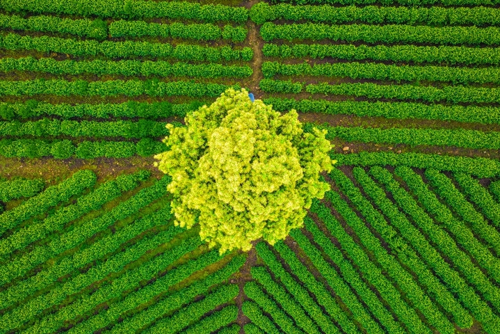 2026年4月17日，浙江安吉溪龙乡白茶公园云雾缭绕，层层茶园如绿色波浪铺展山间，美不胜收。来源：IC photo