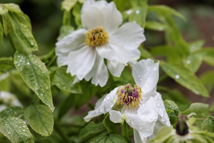 2026年4月17日，江苏淮安，月季园内的数十种、近万株牡丹雨中盛开，娇艳欲滴。
