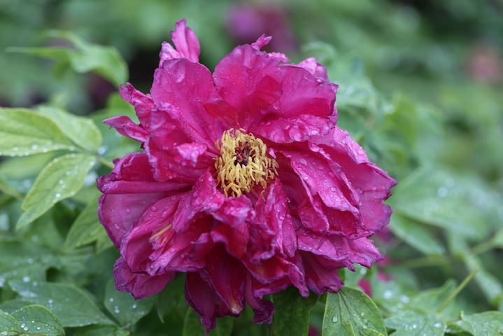 2026年4月17日，江苏淮安，月季园内的数十种、近万株牡丹雨中盛开，娇艳欲滴。