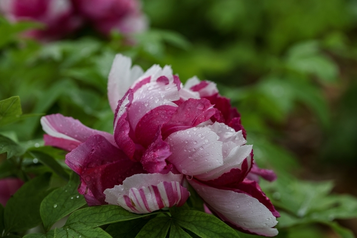 2026年4月17日，江苏淮安，月季园内的数十种、近万株牡丹雨中盛开，娇艳欲滴。