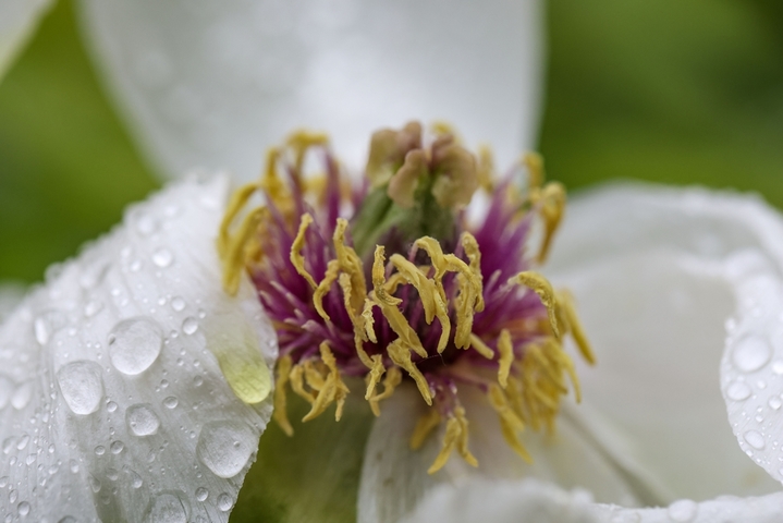 2026年4月17日，江苏淮安，月季园内的数十种、近万株牡丹雨中盛开，娇艳欲滴。