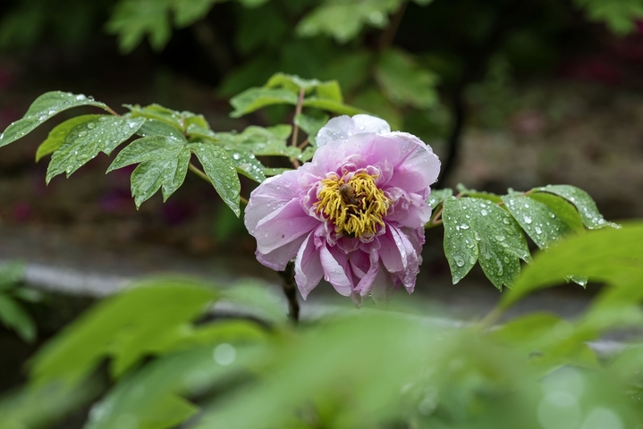 2026年4月17日，江苏淮安，月季园内的数十种、近万株牡丹雨中盛开，娇艳欲滴。来源：IC photo