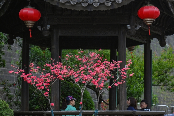 4月17日，江苏南京，明城墙下杜鹃花进入盛花期，红色、粉色的花朵层层叠叠，与古朴的城墙、建筑相互映衬，让人流连忘返。 