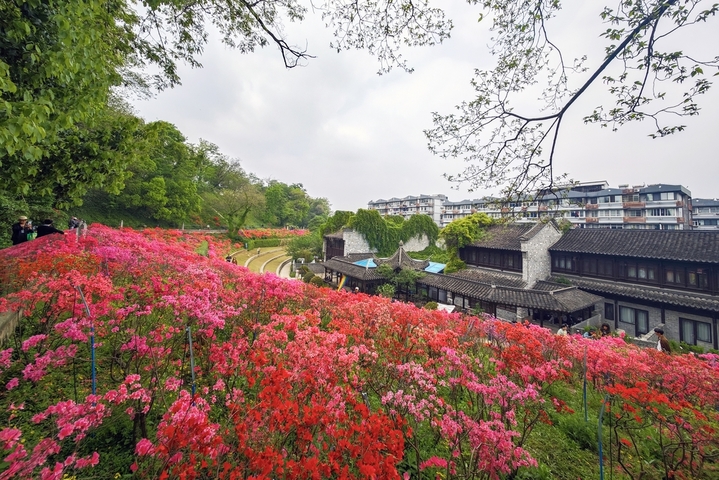 4月17日，江苏南京，明城墙下杜鹃花进入盛花期，红色、粉色的花朵层层叠叠，与古朴的城墙、建筑相互映衬，让人流连忘返。 