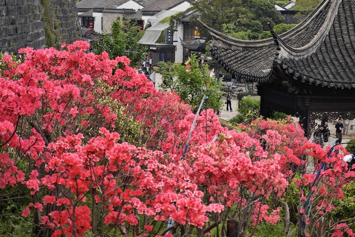 4月17日，江苏南京，明城墙下杜鹃花进入盛花期，红色、粉色的花朵层层叠叠，与古朴的城墙、建筑相互映衬，让人流连忘返。 泱波(江苏分社)/中新社/cnsphoto/IC photo
