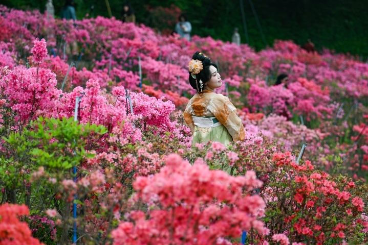 4月17日，江苏南京，明城墙下杜鹃花进入盛花期，红色、粉色的花朵层层叠叠，与古朴的城墙、建筑相互映衬，让人流连忘返。 