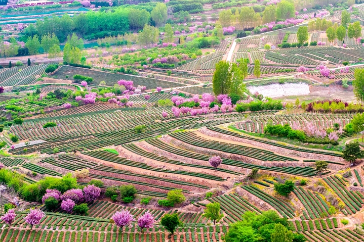 2026年4月19日，青岛，西海岸新区海青镇3.5万亩茶园樱花盛开，茶山梯田层层叠翠，樱花点缀其中。