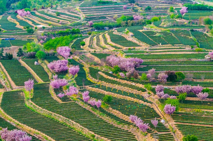 2026年4月19日，青岛，西海岸新区海青镇3.5万亩茶园樱花盛开，茶山梯田层层叠翠，樱花点缀其中。