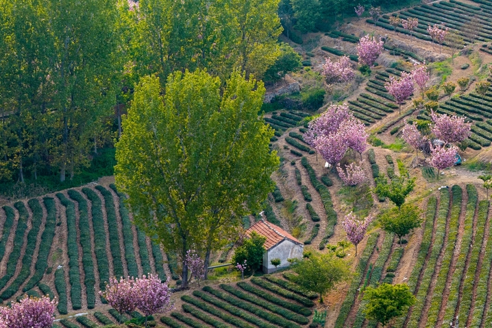 2026年4月19日，青岛，西海岸新区海青镇3.5万亩茶园樱花盛开，茶山梯田层层叠翠，樱花点缀其中。