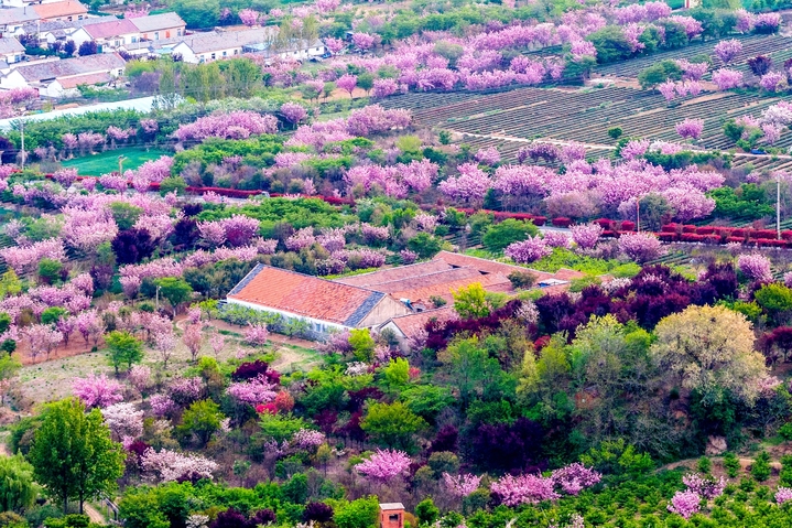 2026年4月19日，青岛，西海岸新区海青镇3.5万亩茶园樱花盛开，茶山梯田层层叠翠，樱花点缀其中。