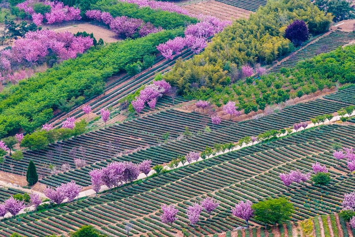 2026年4月19日，山东省青岛市西海岸新区海青镇3.5万亩茶园迎来春日诗画盛景，连绵起伏的茶山梯田层层叠翠，一树树樱花在茶园间竞相绽放，粉红花瓣点缀翠绿茶海，组成的“茶绿樱红”画卷美不胜收。来源：韩加君/视觉中国