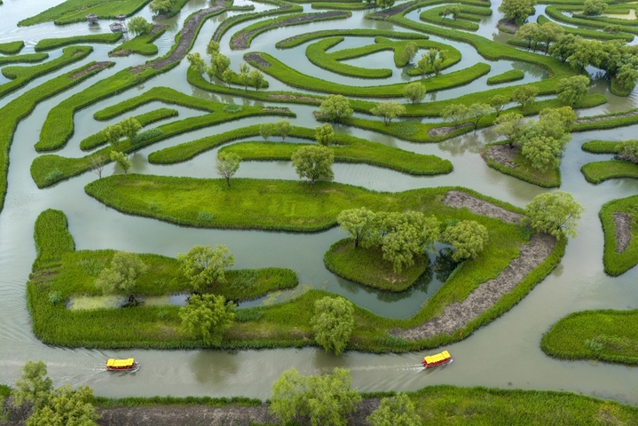 2026年4月23日，游客坐游船在江苏盐城大纵湖景区芦苇迷宫中游玩。春日融融、风光旖旎，各地游客慕名来到盐城大纵湖景区，亲近水乡自然美景，尽享悠闲春光。