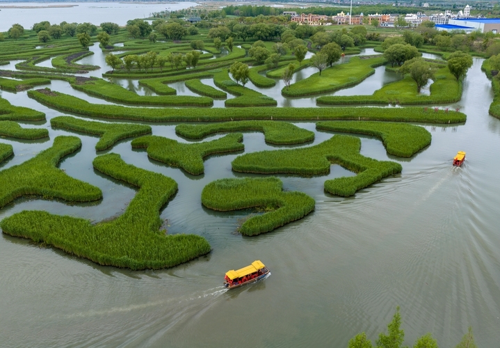2026年4月23日，游客坐游船在江苏盐城大纵湖景区芦苇迷宫中游玩。春日融融、风光旖旎，各地游客慕名来到盐城大纵湖景区，亲近水乡自然美景，尽享悠闲春光。